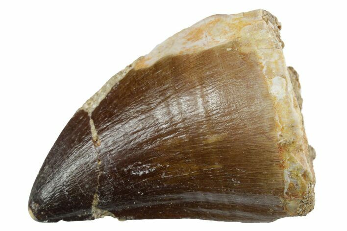 Fossil Mosasaur (Thalassotitan) Tooth - Morocco #353255